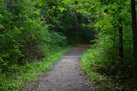 green leafy path in college woods